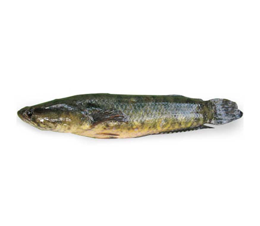product_img1